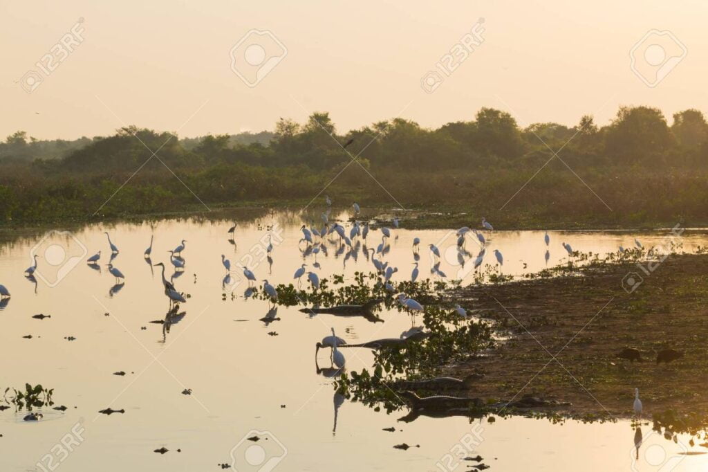 Paisaje del Pantanal brasileño