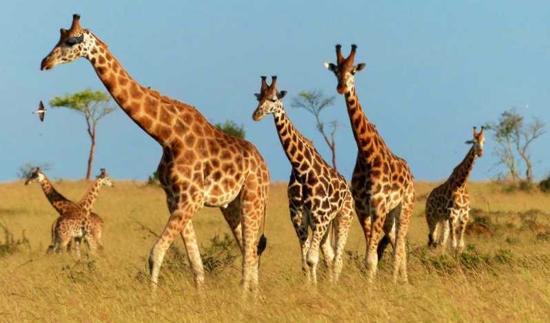Animales salvajes en Uganda