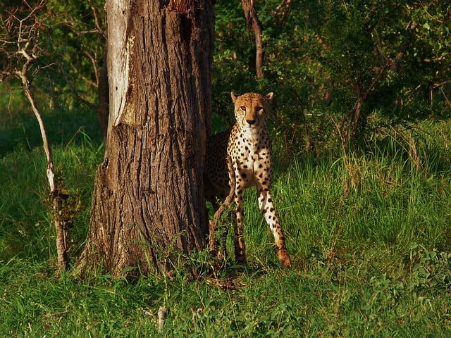 Animales salvajes en Kruger
