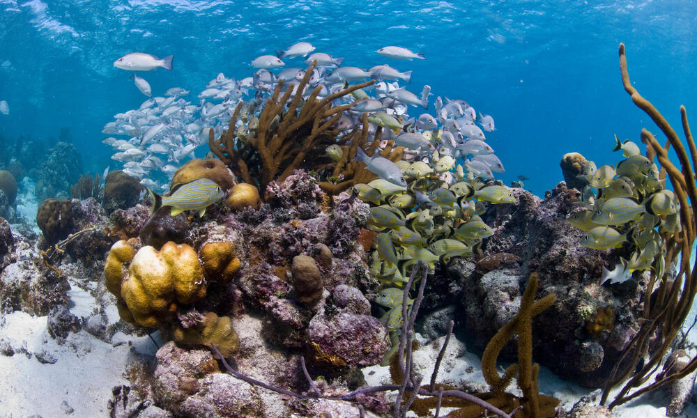 Arrecife de coral beliceño