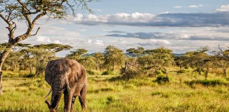 Safari en África Oriental