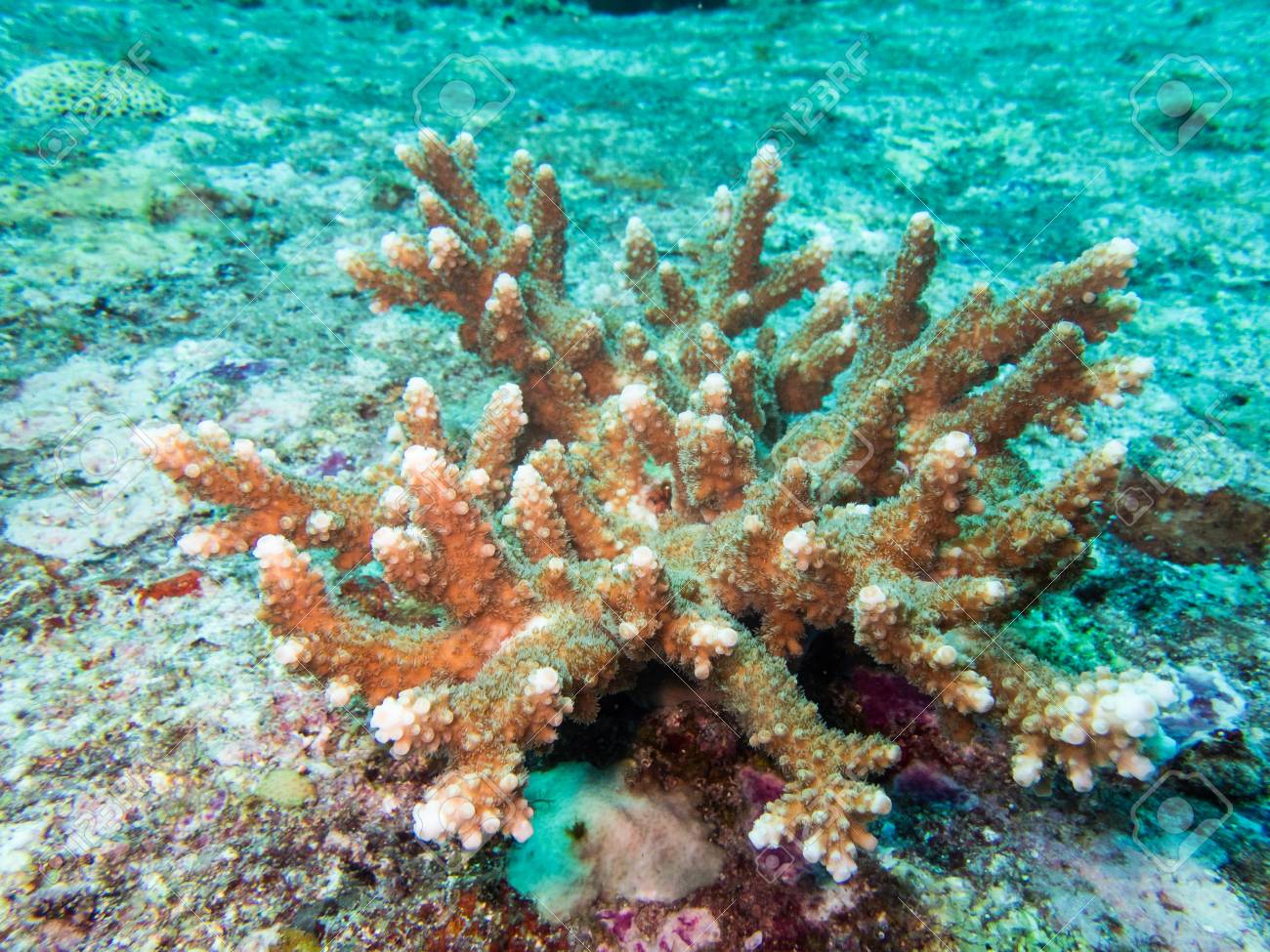 Arrecifes de coral en Tailandia
