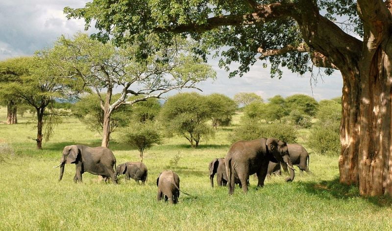 Elefantes en su hábitat natural