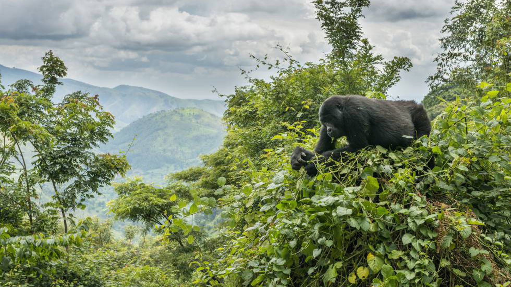 Gorilas en su hábitat natural