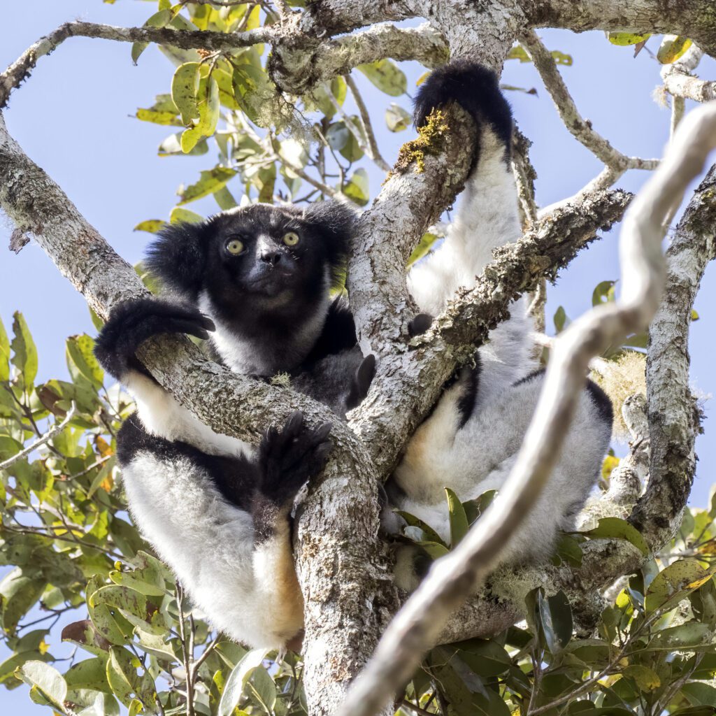 Indri indri en su hábitat natural