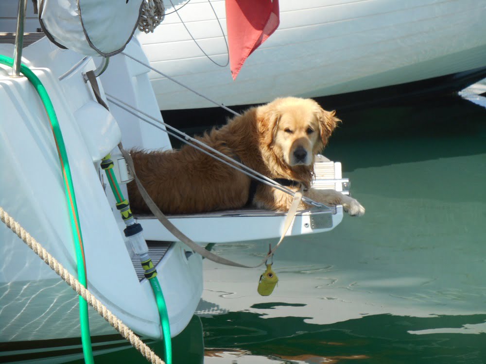 Mascotas viajando en barco
