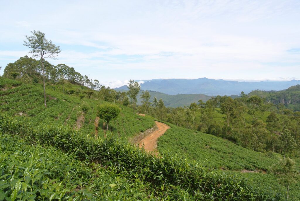 Campos de té de Sri Lanka