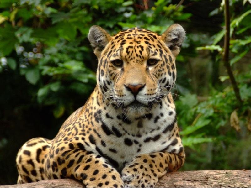 Animales de la selva amazónica