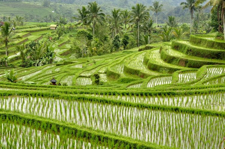 Templos y arrozales en Bali