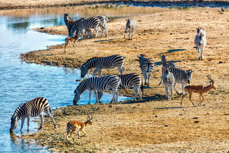 Safari a pie con animales