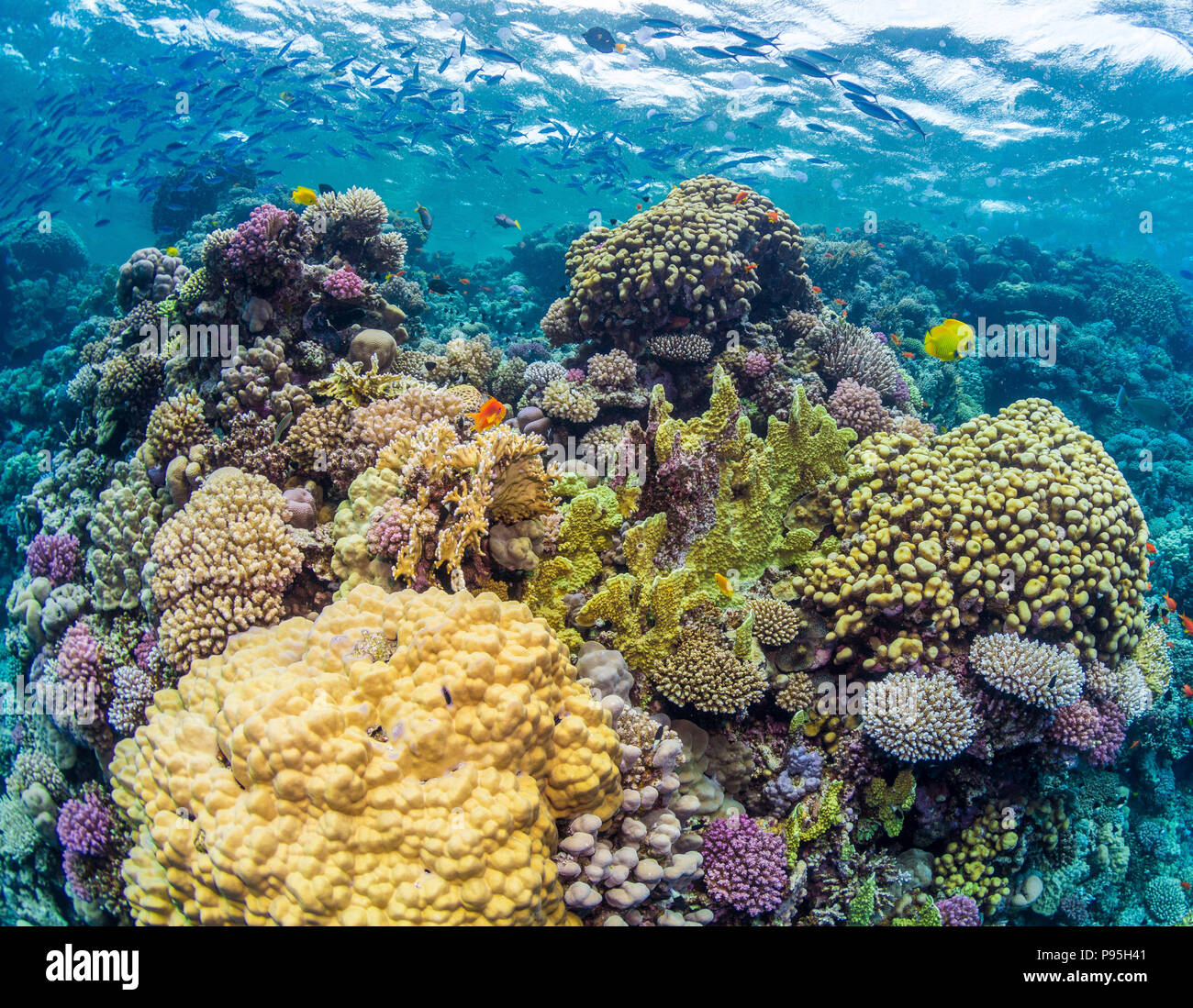 Arrecifes de coral en Egipto