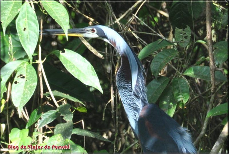 Aves en Parque Nacional Tortuguero