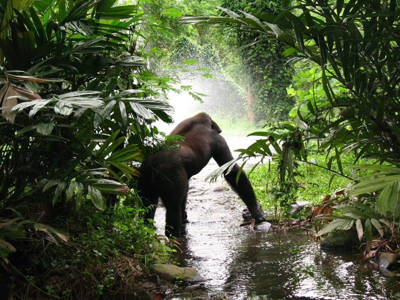 Gorilas en su hábitat natural