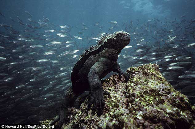 Las Islas Galápagos bajo el agua