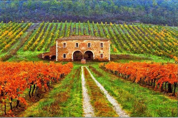 Viñedos de la Toscana