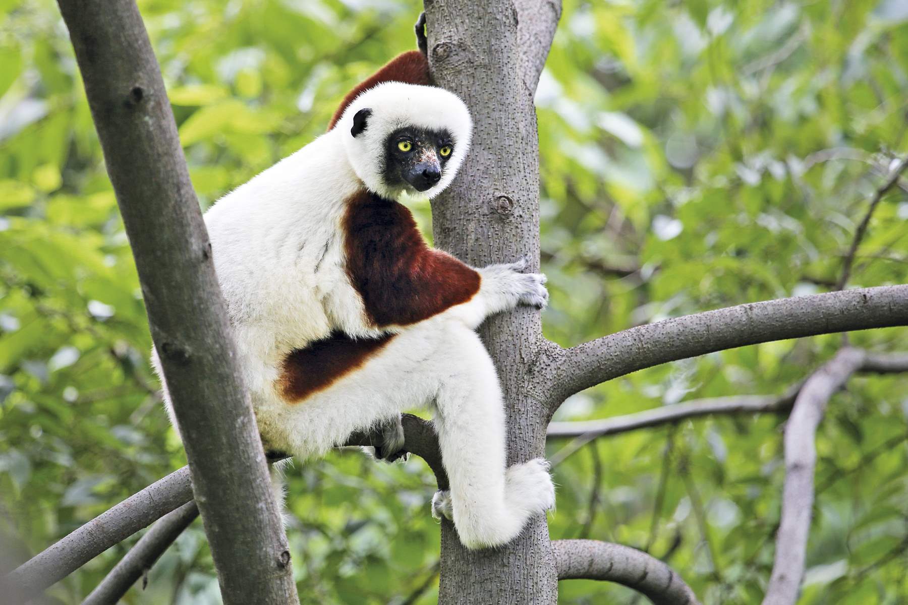 Fauna y flora de Madagascar