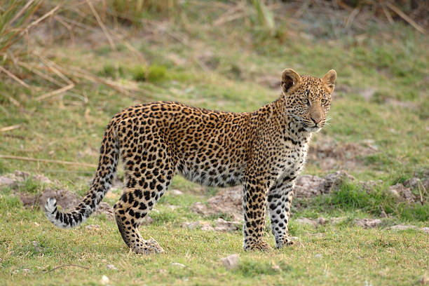 Parque Nacional Kafue y leopardos