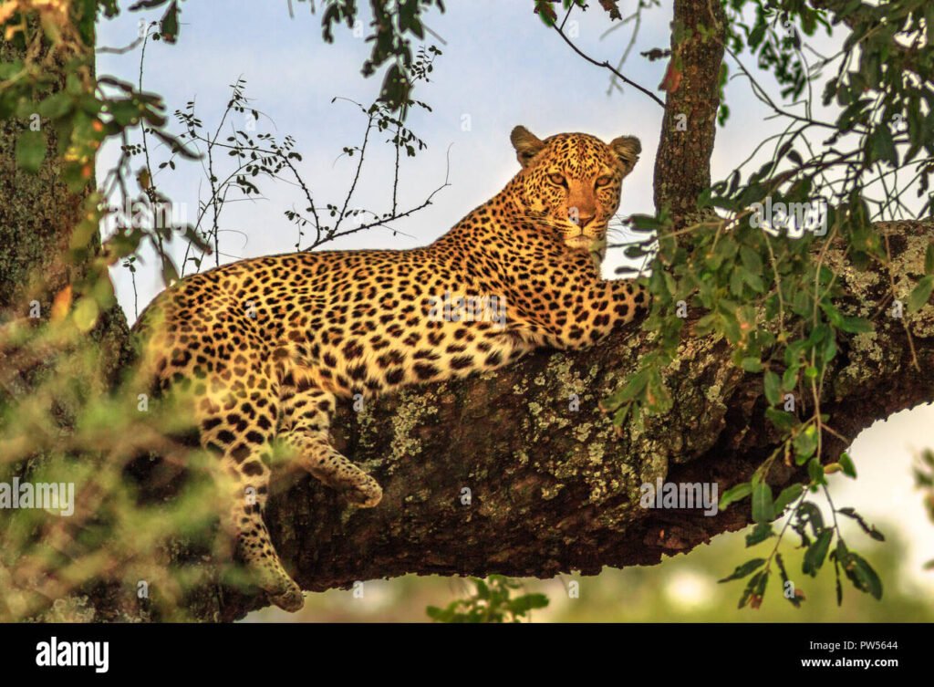 Leopardos en su hábitat natural