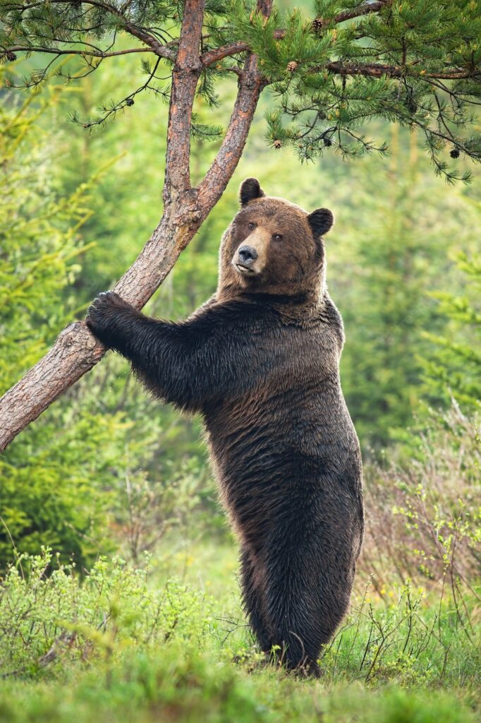 Un oso en el bosque