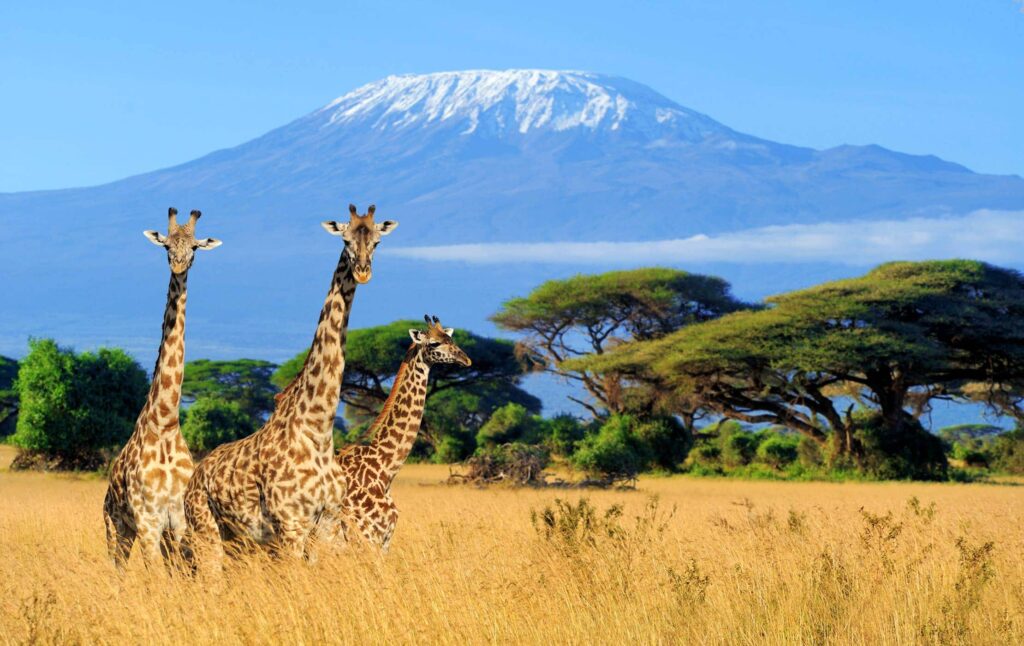 Monte Kilimanjaro en África
