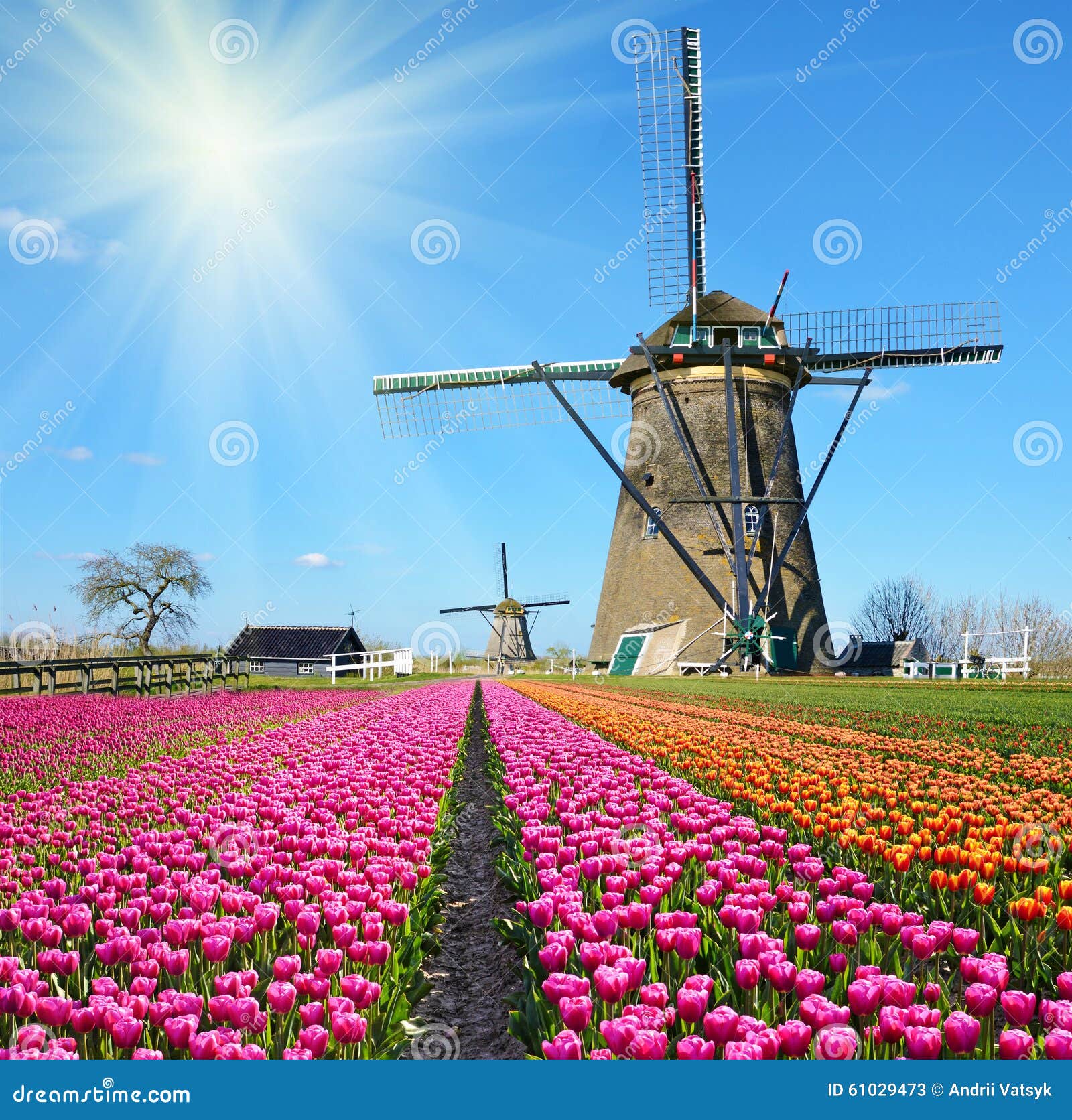 Molinos de viento y tulipanes