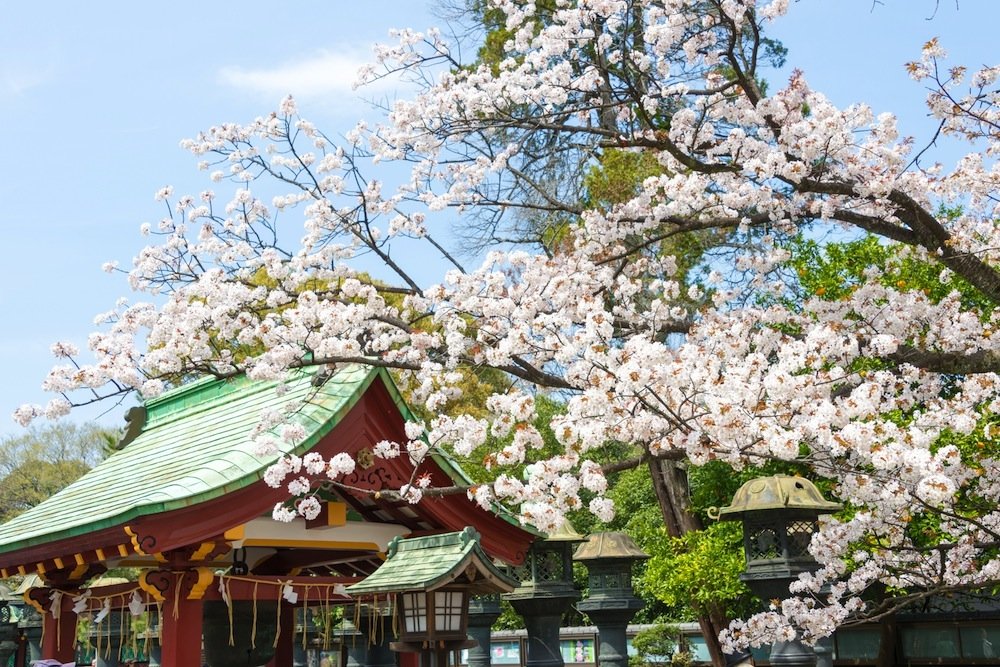 Parque Ueno en floración