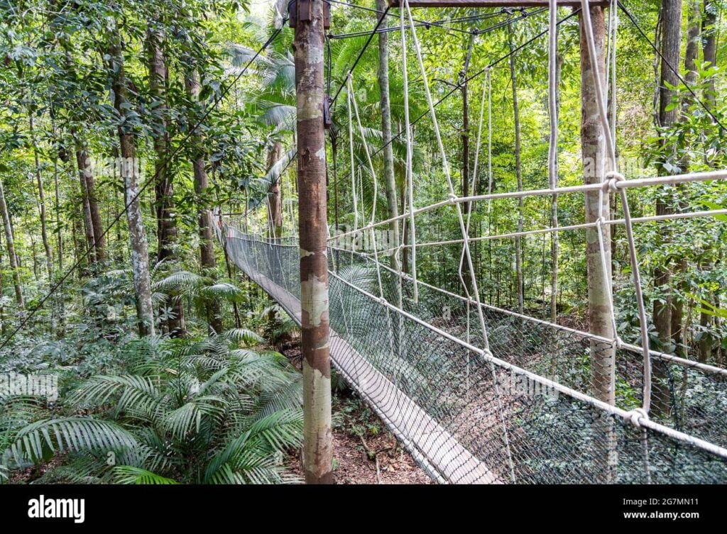Canopy en selva tropical