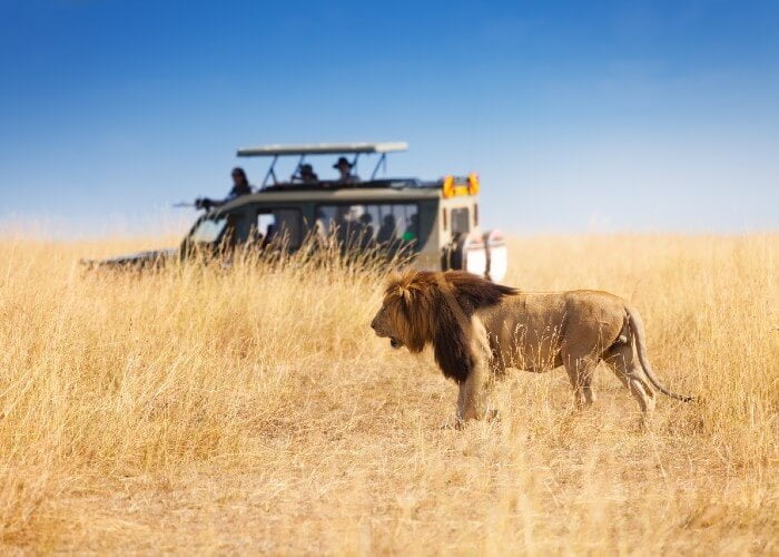 Safari inolvidable en África