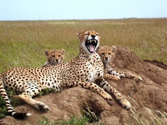 Animales salvajes en Serengeti